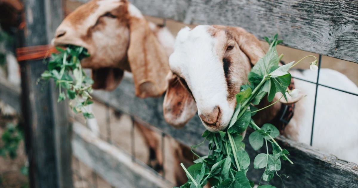 idul adha 2025 kapan